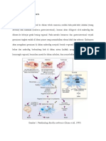 Patogenesis Bacillus Anthracis - Alfon