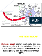 Fisiologi SSP Dan SST