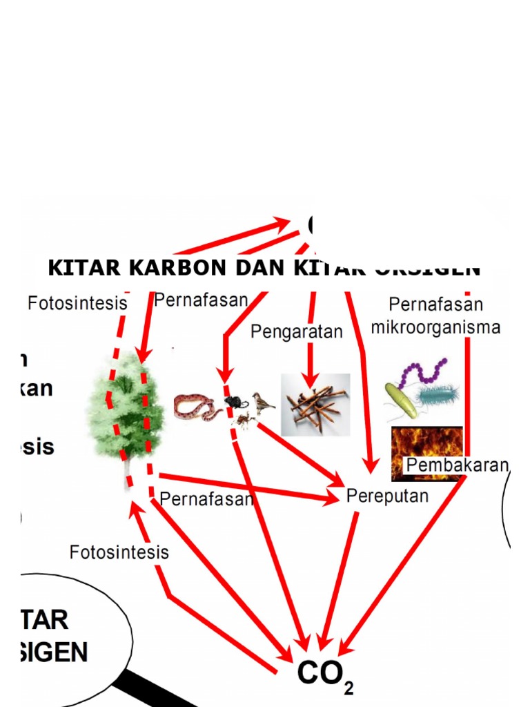 Kitar Karbon Dan Kitar Oksigen