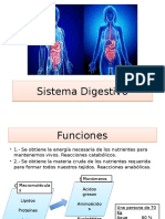 Sistema Digestivo