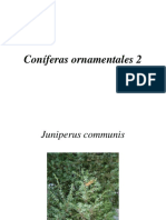 Coniferas Ornamentales 2