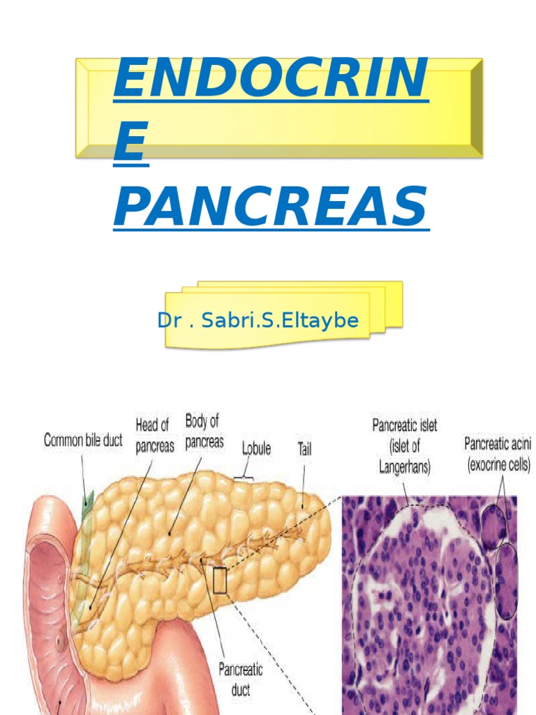 Endocrin E Pancreas: DR - Sabri.S.Eltaybe | PDF
