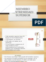 Miembro (Extremidad) Superior