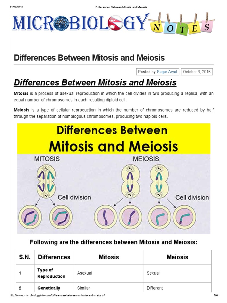 Differences Between Mitosis and Meiosis | PDF | Meiosis | Mitosis