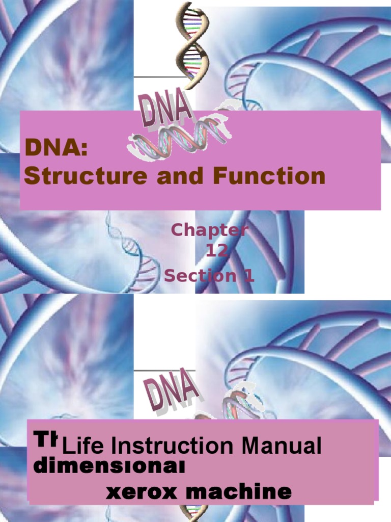 Dna structure function 12 1 ppt nucleotides dna