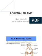 Adrenal Gland