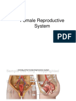 Female Reproductive System