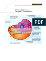 BC 07 - Estructuras Citoplasmáticas