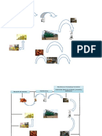 Ciclo de Vida Palma de Aceite