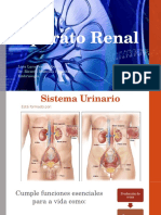 Desarrollo Del Sistema Urinario