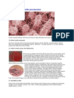 Identifikasi Klebsiella Pneumoniae