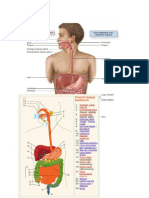 Anatomi Dan Fisio Proteksi