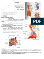 Estructura y Funcion Del Sistema Respiratorio