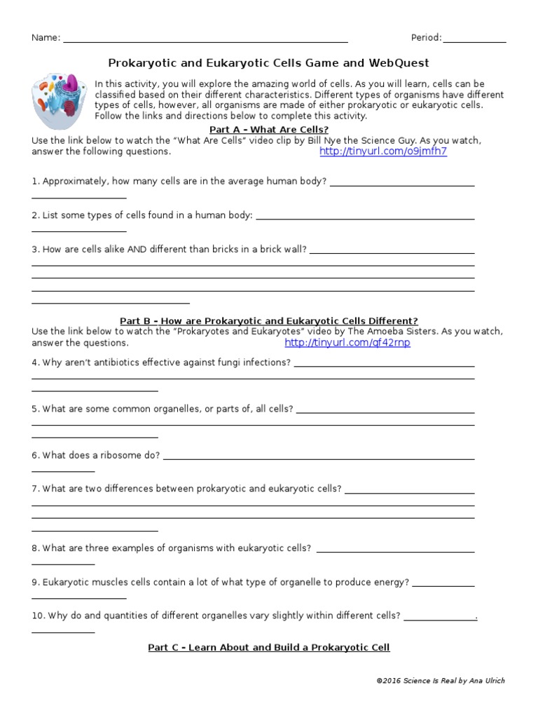 Cells Webquest Student Handout Organelle Cell Biology