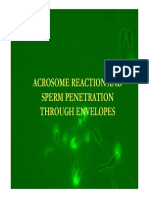 Acrosome Reaction and Penetration
