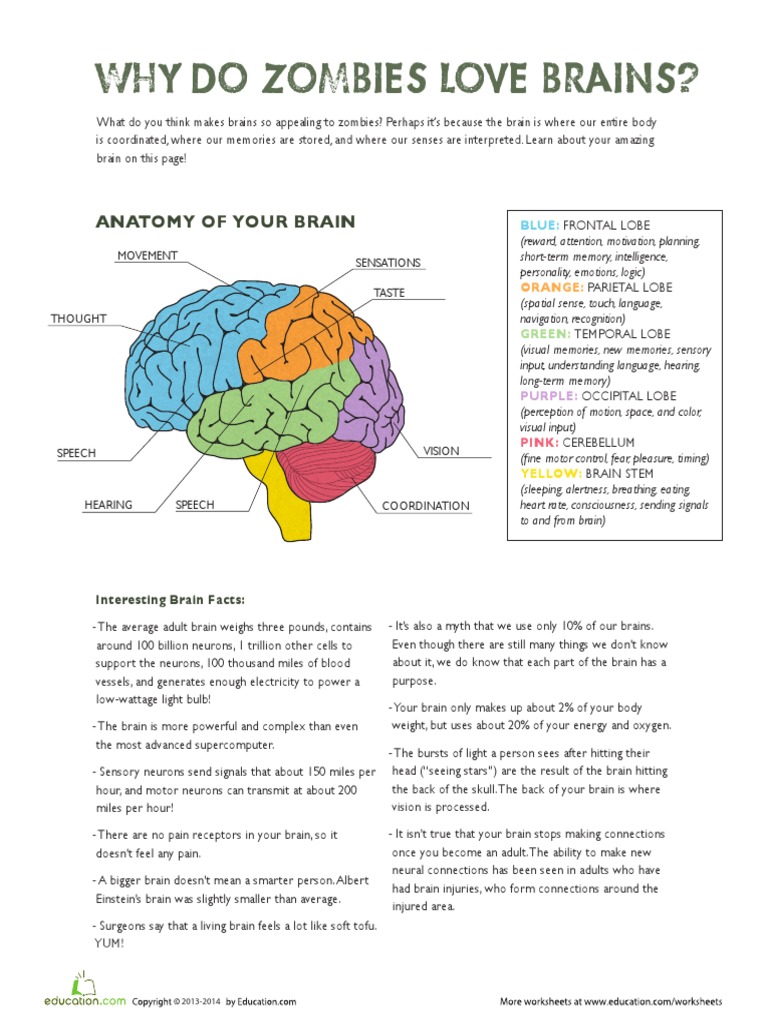 Parts of The Brain PDF | PDF