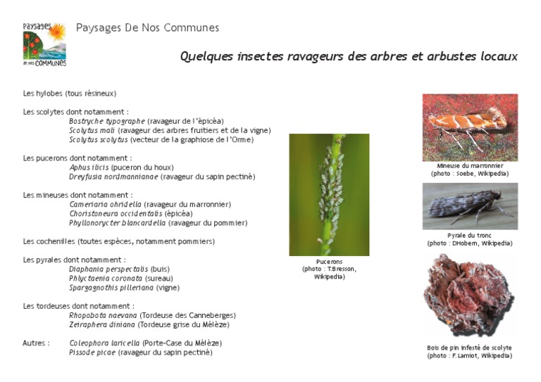 Insectes Ravageurs des Arbres et Arbustes | PDF | Sciences et mathématiques