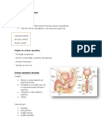 Sistemareprodutorhumanodiogoalves