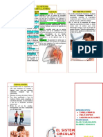 Triptico Sistema Circulatorio