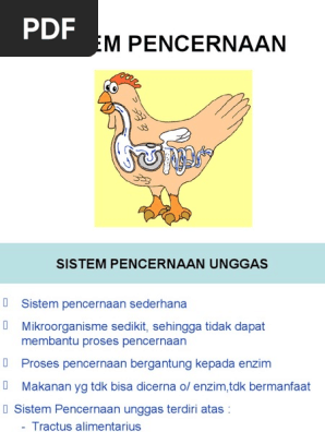 96 Gambar Sistem Pencernaan Unggas Gratis