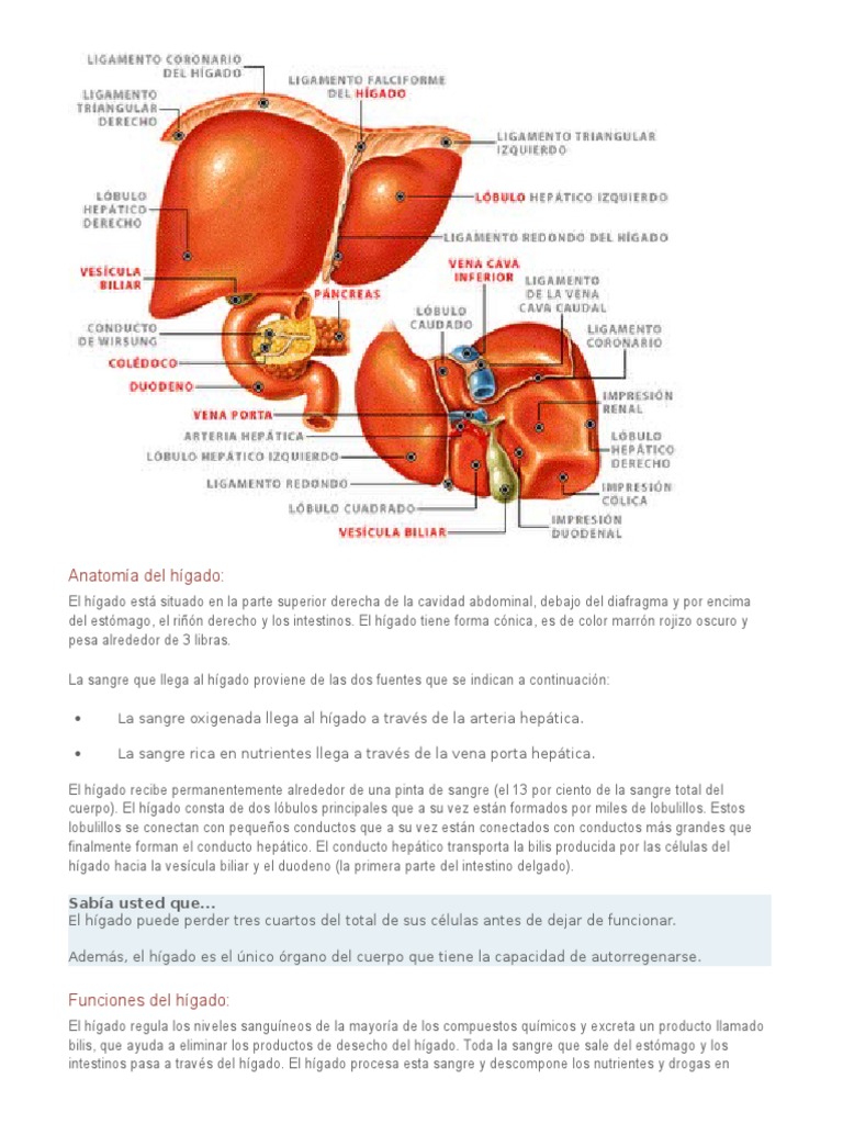 Anatomía Del Hígado | PDF | Hígado | Vesícula biliar