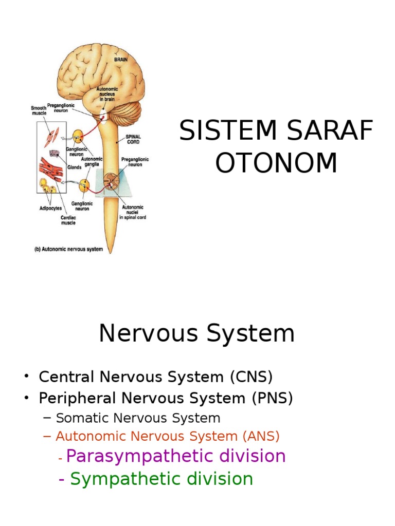Sistem Saraf Otonom | PDF | Autonomic Nervous System | Nervous System