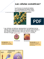 Celulas Somaticas