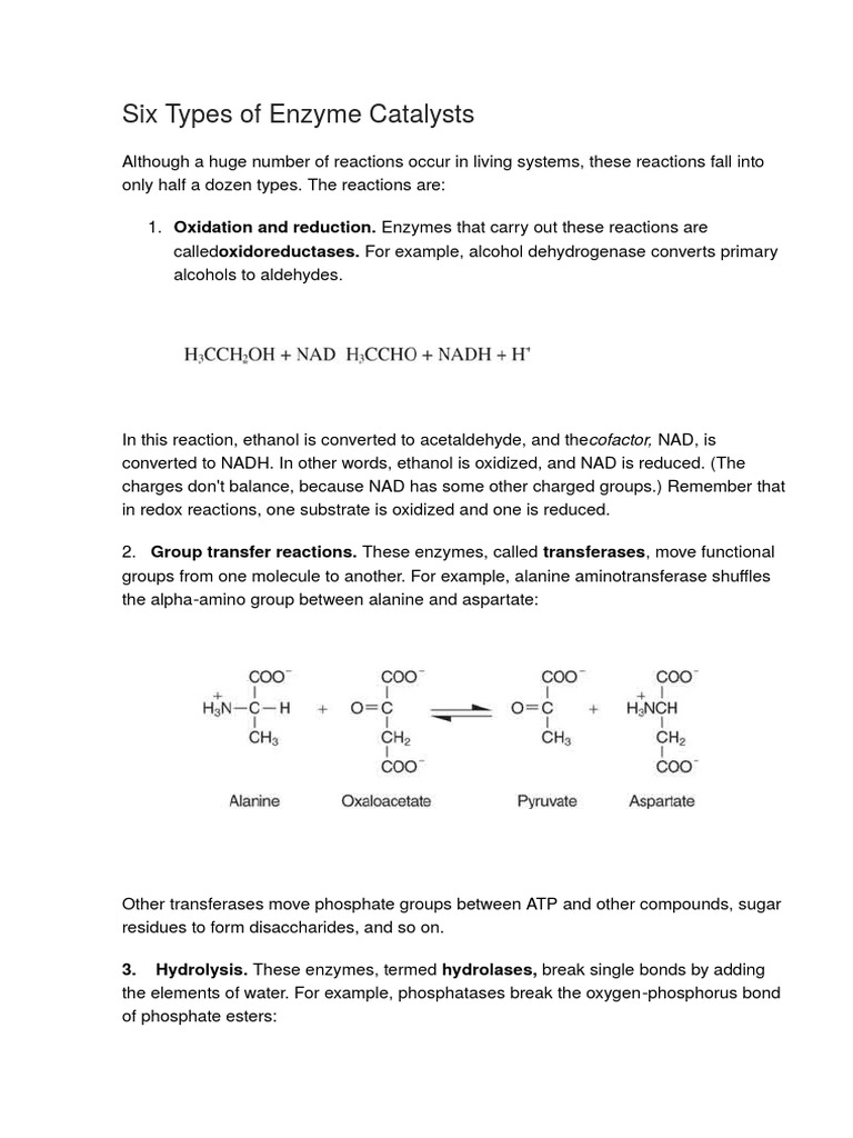 Six Types of Enzyme Catalysts 3. Hydrolysis. These Enzymes, Termed