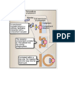 Complement Receptor