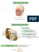 Nervio Facial