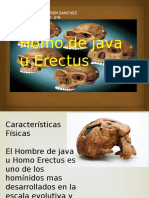 Homo de Java U Erectus Dulce Karen