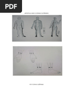 A 6 Zonas Cutâneas