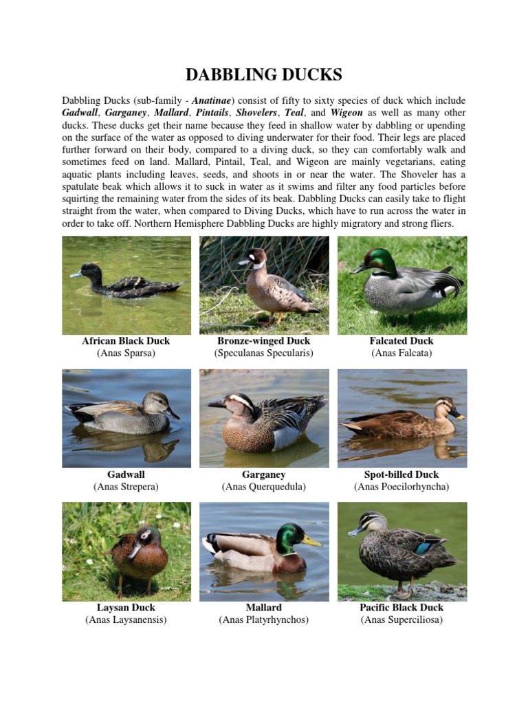 Ducks Breed | Duck | Holarctic Birds