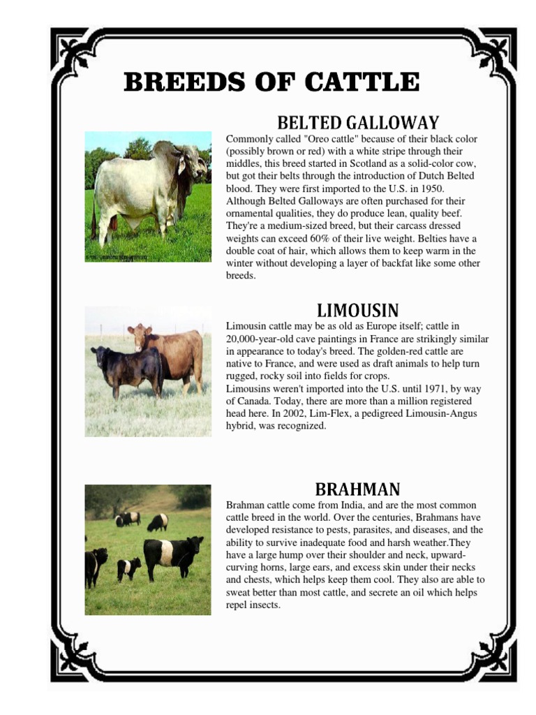 Breeds of Cattle Cattle Ethnobiology