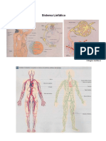 02-sistema_linfatico.pdf