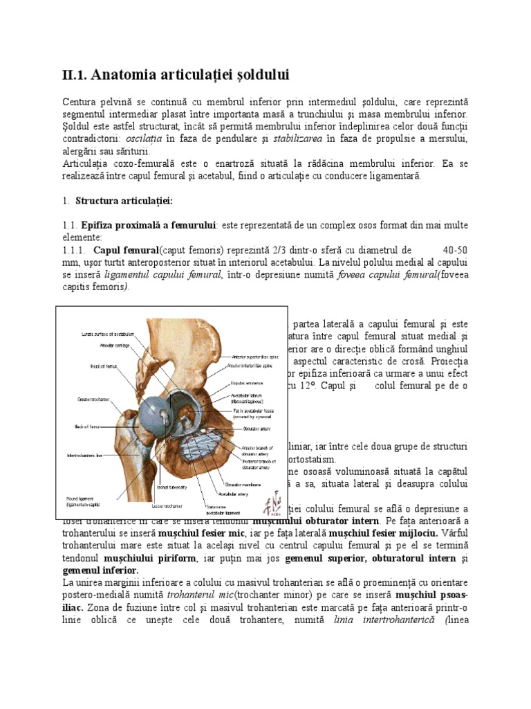 anatomia soldului pdf cumpărați condroitină și glucosamină farmacistă