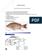 Morfologi Ikan