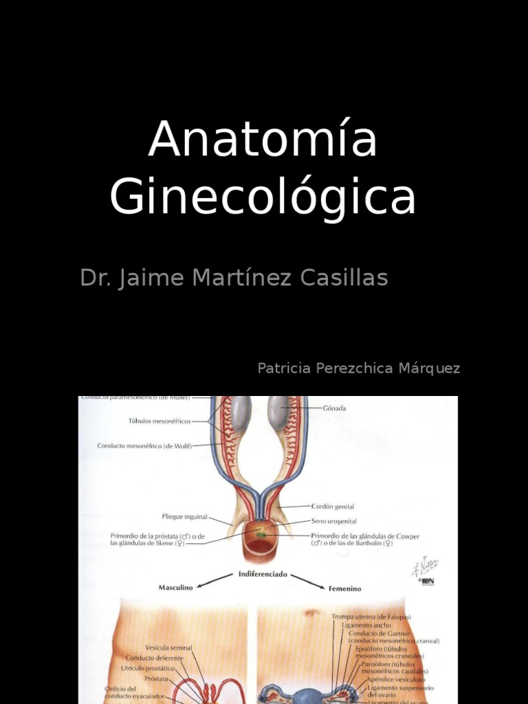 anatom-a-ginecol-gica-pdf