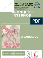 Bronquios Internos - Copia