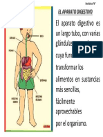 aparato digestivo