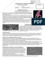Prueba de 7° Microorganismos