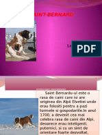 Saint Bernard