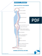 CADENAS MUSCULARES - BUSQUETS.pdf