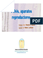 M3-3-Pelvis y Aparato Reproductor (2)