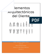 Elementos arquitectónicos del diente: cúspides, tubérculos, surcos y más