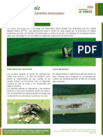 CM 6B Picudo Del Maiz 2014 PDF