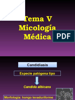 Micología 2