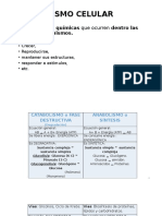 Metabolismo Celular