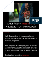 Amur Falcon in Nagaland Must Be Stopped!: Massacre