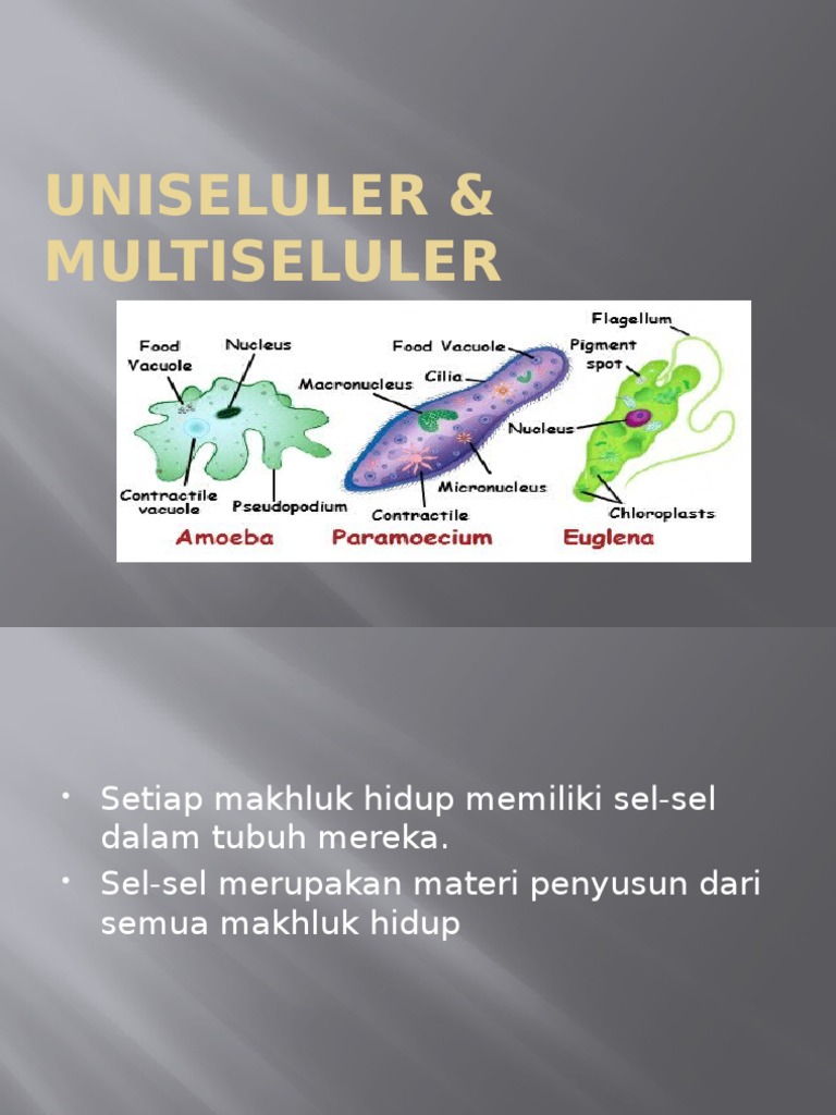 Contoh makhluk hidup uniseluler yang melakukan fagositosis adalah